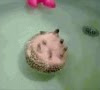 Baby Hedgehog Taking A Bath / hedgehog taking bubble bath | BabyCenter : Baby hedgehog taking a bath on we heart it :