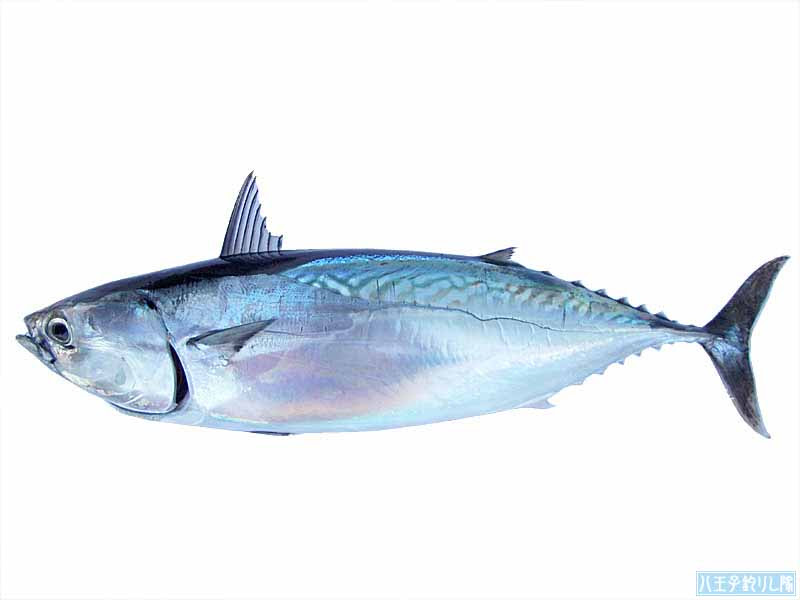 ヒラソウダ 八王子釣りし隊の魚図鑑