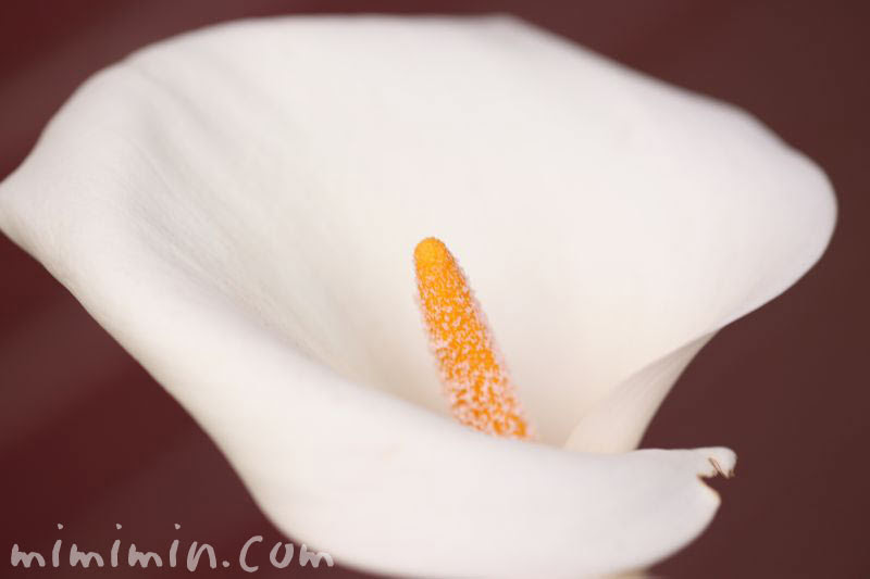 カラーの花の写真 花言葉 名前の由来 みみみんブログ