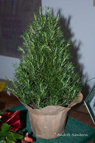 New Rosemary Bush (Rosmarinus Officinals)-1