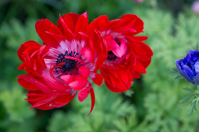 アネモネの花言葉と特徴 風を感じる素敵な花は実は悩ましげ 葬の助