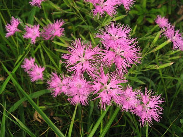 秋の七草の歌 花の名前