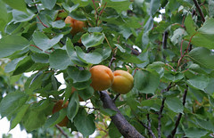 DSC05538