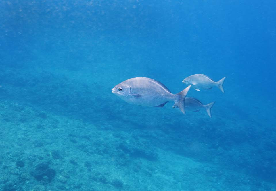ゆんフリー写真素材集 No ハワイの魚 アメリカ ハワイ