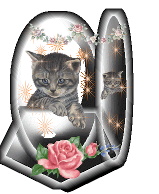 Soigne T On L Allergie Aux Chats Chat C Est Moi