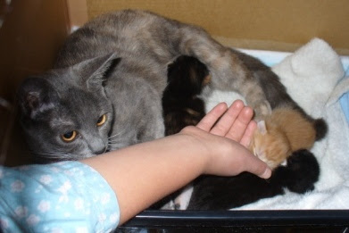 子猫生後１週間 猫茸