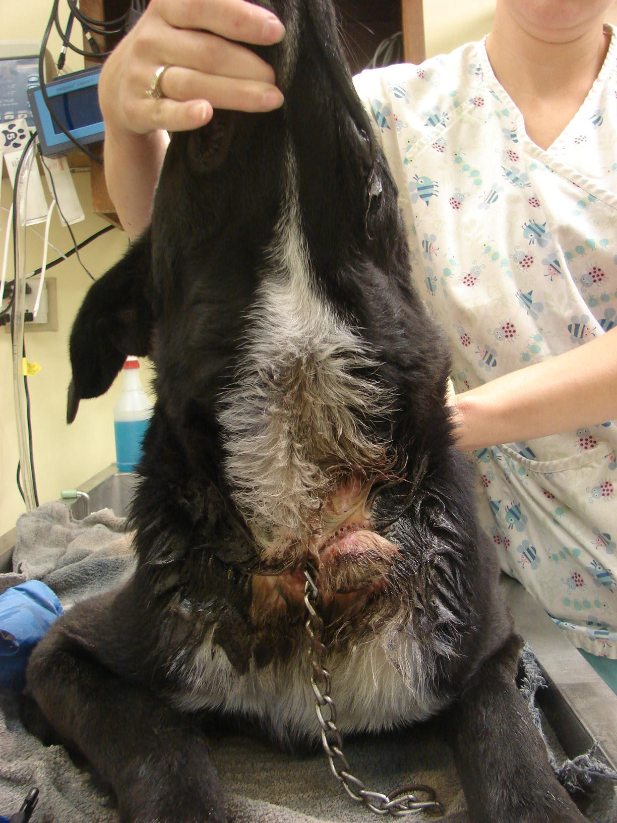 Nolen before surgery