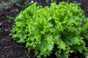 Terpopuler 31+ Daun Selada