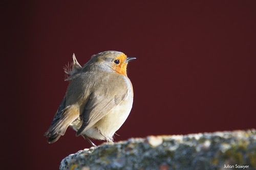 Catching The Breeze by julian sawyer - Purbeck Footprints