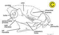 rodent