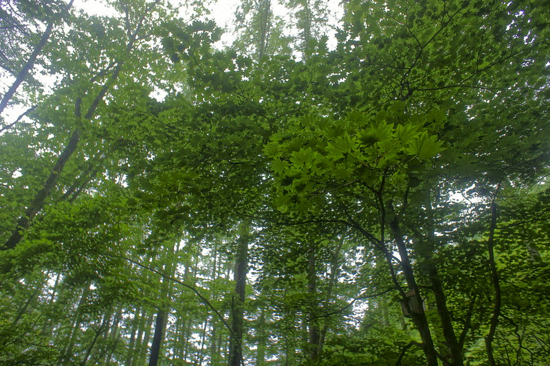 DSC06347