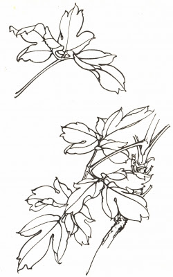 牡丹の描き方 工筆画