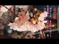 選択した画像 癒し 花言葉 312905-花言葉 癒し 慰め