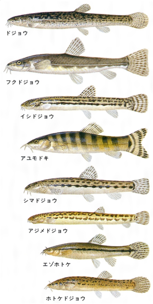 ドジョウの種類や飼い方 餌や混泳 トラブルと対策まで詳しく紹介