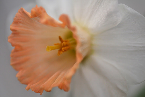 dreamy daffodil