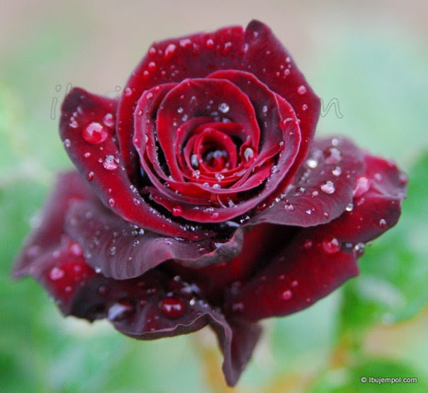 Mawar Ungu – Rose Violet Parfumé