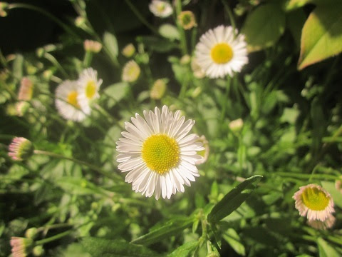 エリゲロンの花が咲き始めました 猫と園芸