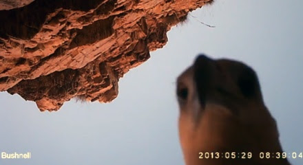 Elang yang memnbawa kabur kamera tersembunyi di Kimberley, Australia. (Foto: ABC)
