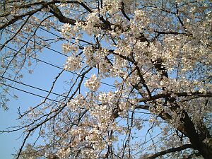 ３月２８日の誕生花は ソメイヨシノ 366日 誕生花の辞典 誕生日の花言葉の図鑑