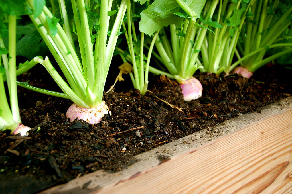 turnips
