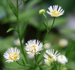 daisy fleabane