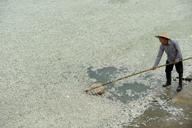 Morador retira peixes mortos do Rio Fuhe, na China, nesta terça-feira. (Foto: AFP Photo)