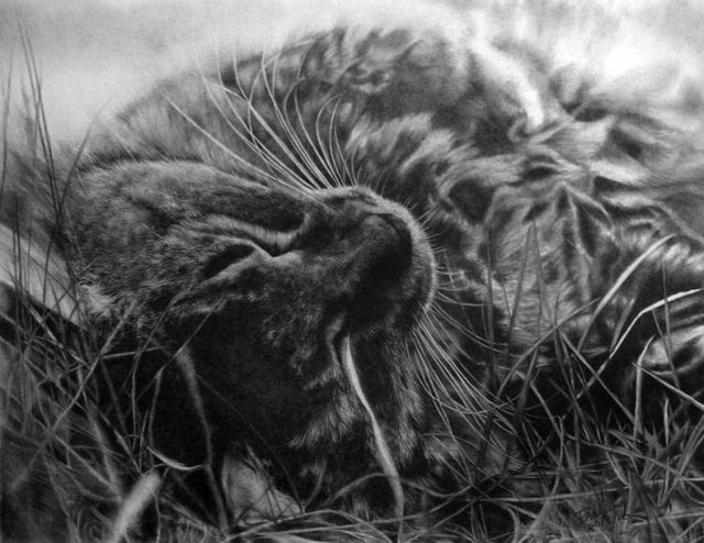 Pencil drawings (49 pics)