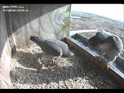 Marine Nature Study Area MNSA Peregrine-Cam: Activity 2/1-4/12