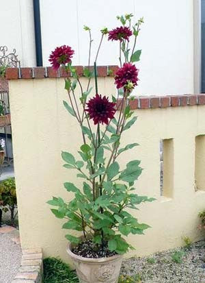 花 植物の関連記事 園芸ナビ 花と野菜の育て方