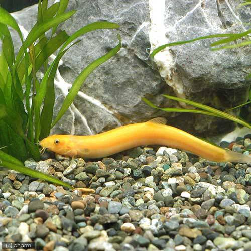 どじょうの飼育法 エサ 水温 繁殖 冬はヒーター必要 等まとめ ａｂｙの熱帯魚図鑑