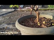 Penting Membuat bonsai pohon anggur dalam pot agar berbuah , terupdate!