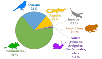 Le Chat Et Son Impact Sur La Faune Gmb