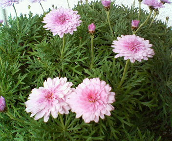 １１月２２日の誕生花 マーガレットの花言葉 真実の愛 カムとキクタンの大満足時代