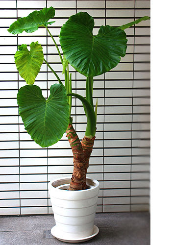カタログ 観葉植物 花伊之 はないの 東京 築地 フラワーギフトショップ 観葉植物 胡蝶蘭 蘭 アレンジメント 花束