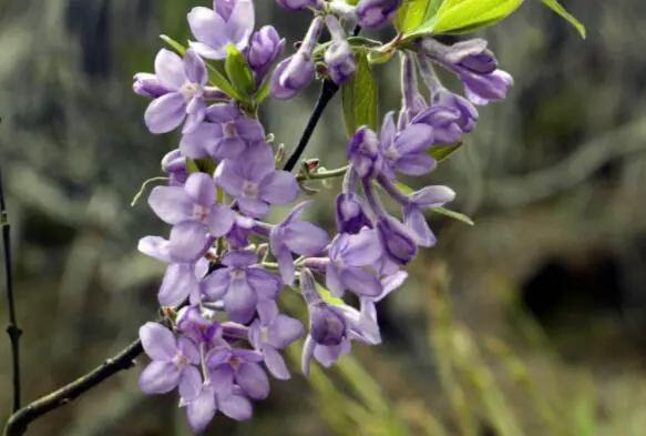 5月14日 5月日 家養此款花卉 花期長花量大 人見人愛 天天要聞