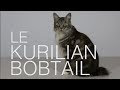 √ Télécharger chat americain bobtail 299177