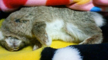 寝たきりうさぎ いつかのうさぎの自由帳