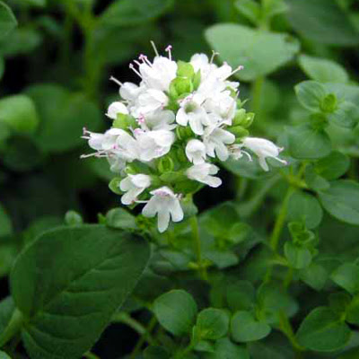 ハーブで笑顔に ハーブスマイルへようこそ