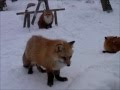 コンプリート！ キツネ 雪 701332-キツネ 雪