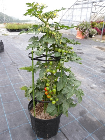 植物と暮らしたい 家庭菜園 野菜の生育状況