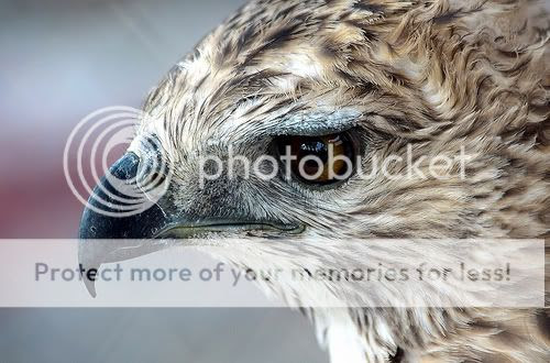 Apakah Burung Garuda Memang Benar Ada Avicinna S Blog
