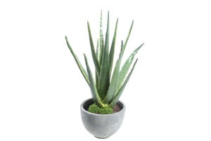 Plante pe care nu le poti omori - aloe vera