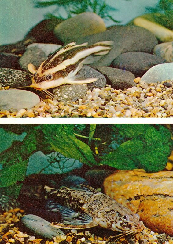 ПОЛОСАТЫЙ ПЛАТИДОРАС. Platydoras costatus
КОЛЮЧИЙ АМБЛИДОРАС ХЭНКОКА. Amblydoras hancocki