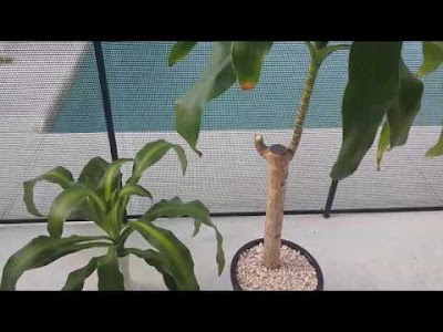 The secret to successfully propagating Dracaena Massangeana