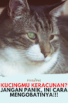 Apa Penyebab Kucing Sakit