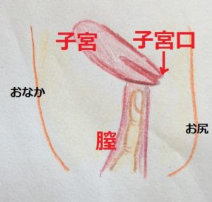 福さん式の簡単なやり方 排卵のタイミングを知ろう 妻 ４０代と夫５０代が元気な赤ちゃんを授かるナチュラル妊活方法