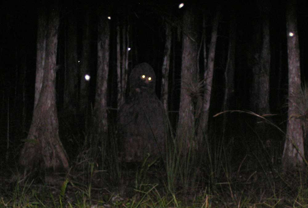 to see a skunk ape out in