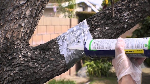 How To Keep Squirrels Away From Fruit Trees : Keep squirrels away from garden - YouTube / We did not find results for: