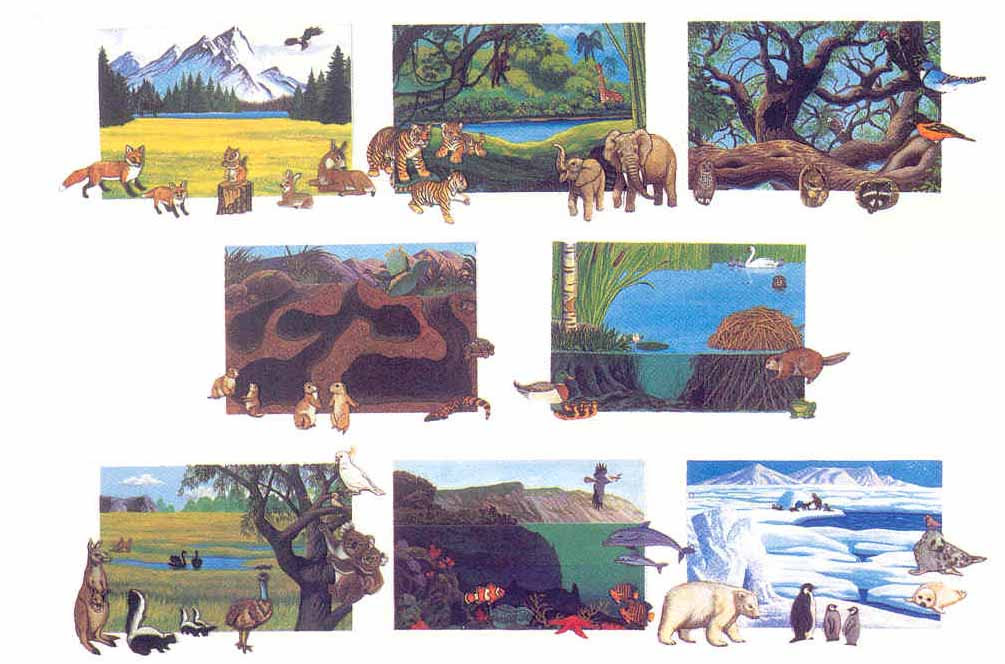 Pictures Of Animals Habitats | Pictures of Nnature