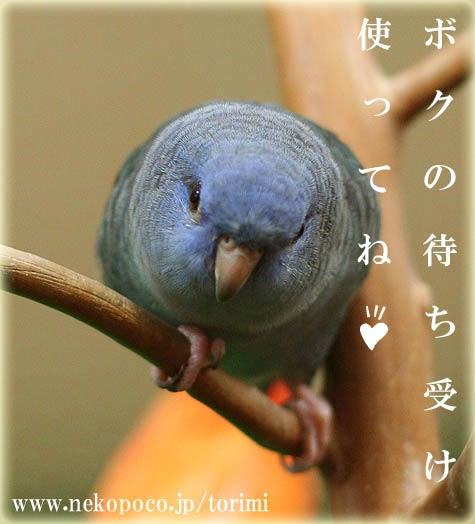 サザナミ待ち受けできました オリジナル鳥携帯待ち受けプレゼント ようこそ とりみカフェ 鳥カフェでの出来事や鳥写真